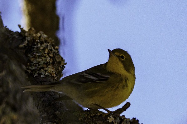 Pine Warbler - ML288093371