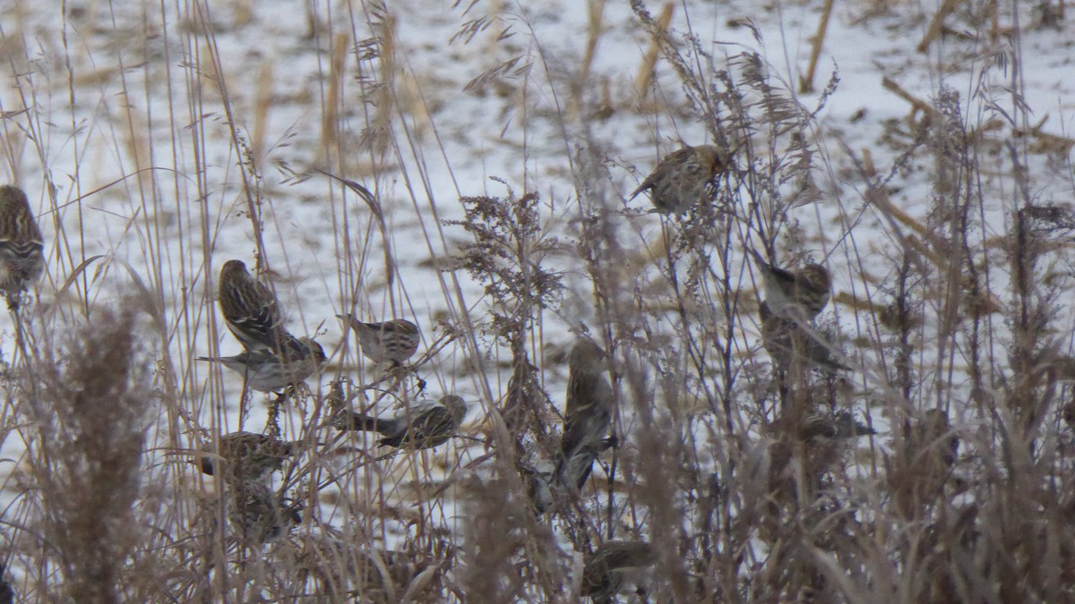 Common Redpoll - ML288094921