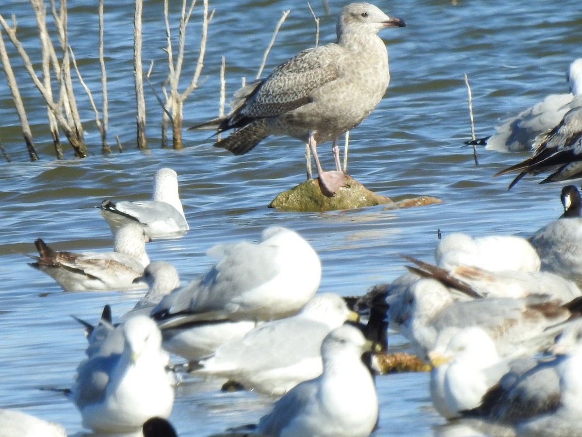 Herring Gull - Christopher Daniels