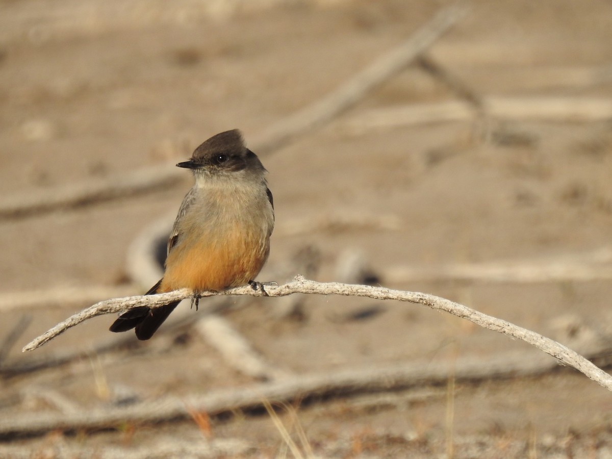 Say's Phoebe - ML288098861