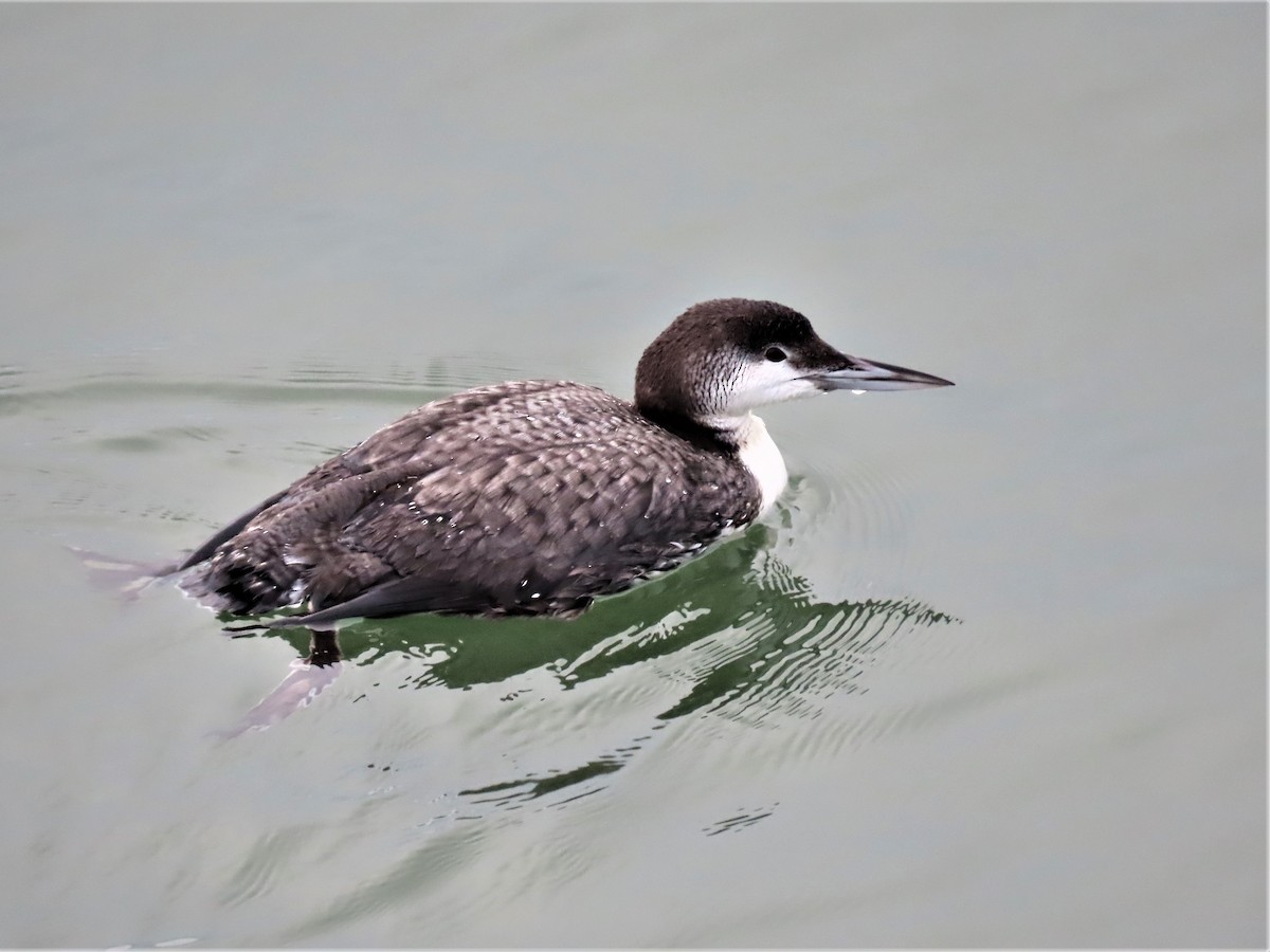 Common Loon - Susan Disher