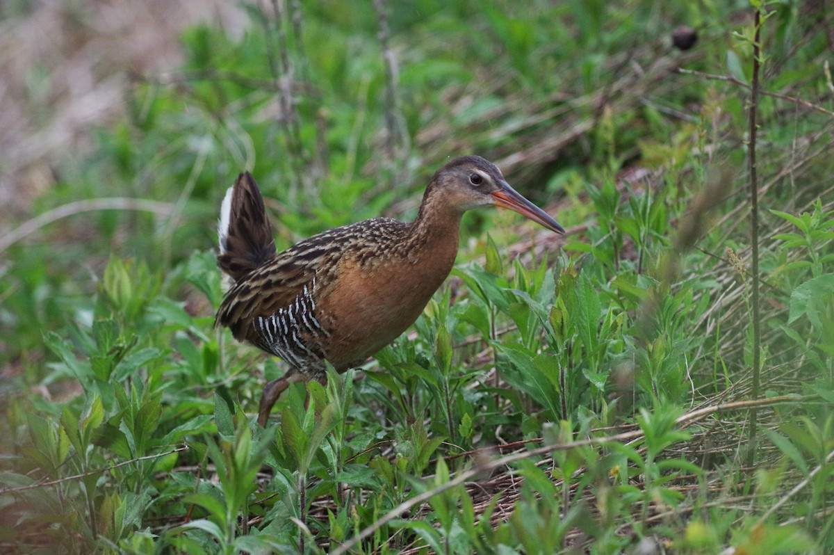 King Rail - Steven Whitebread