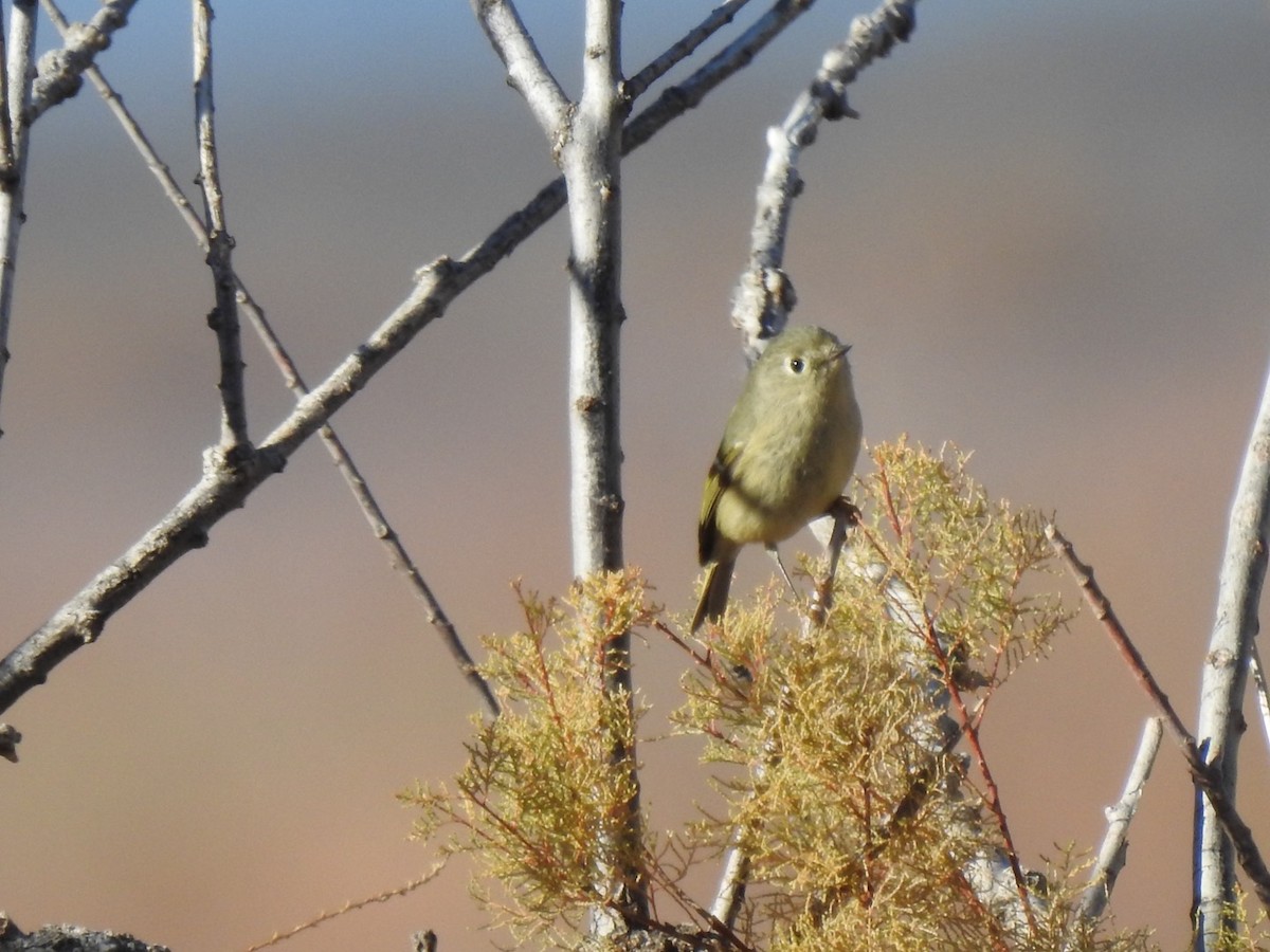 Ruby-crowned Kinglet - Christopher Daniels