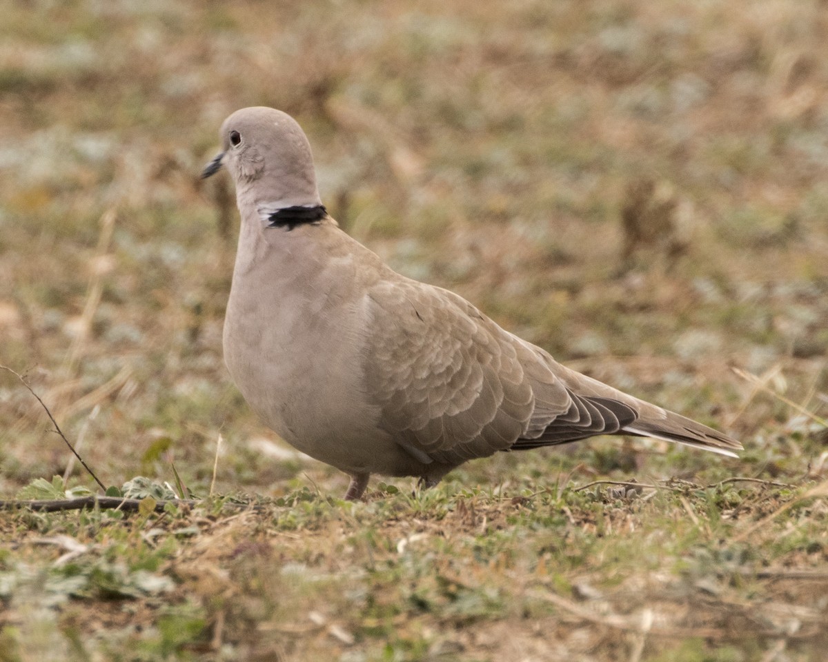 Eurasian Collared-Dove - ML288101751