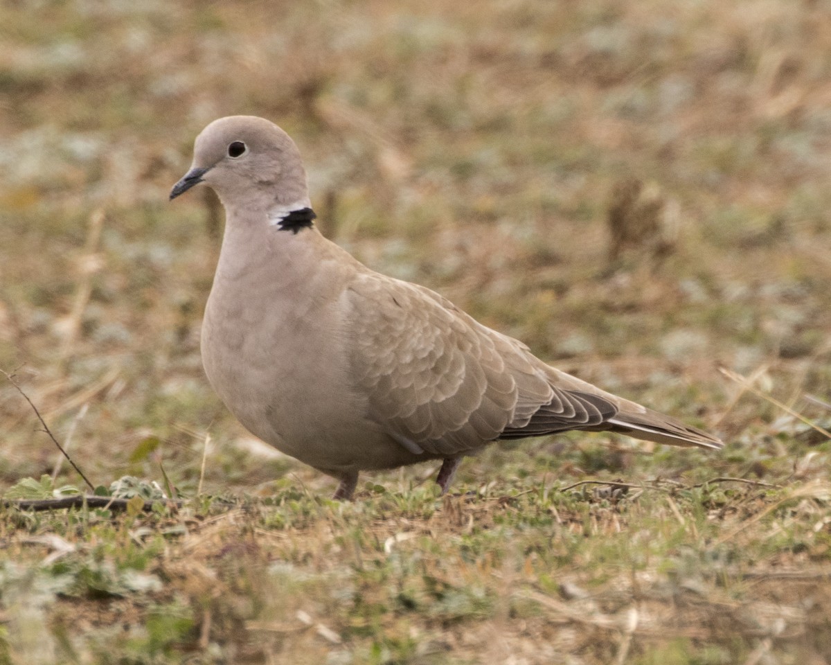 Eurasian Collared-Dove - ML288101761