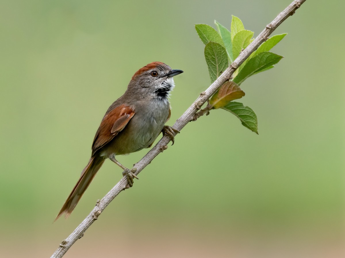 Pale-breasted Spinetail - David Carmo