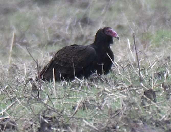 Turkey Vulture - ML288103201