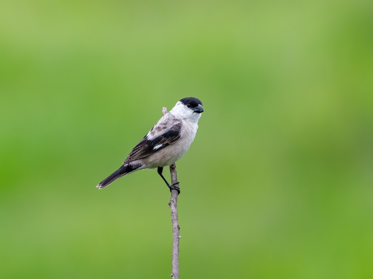 Pearly-bellied Seedeater - ML288103451
