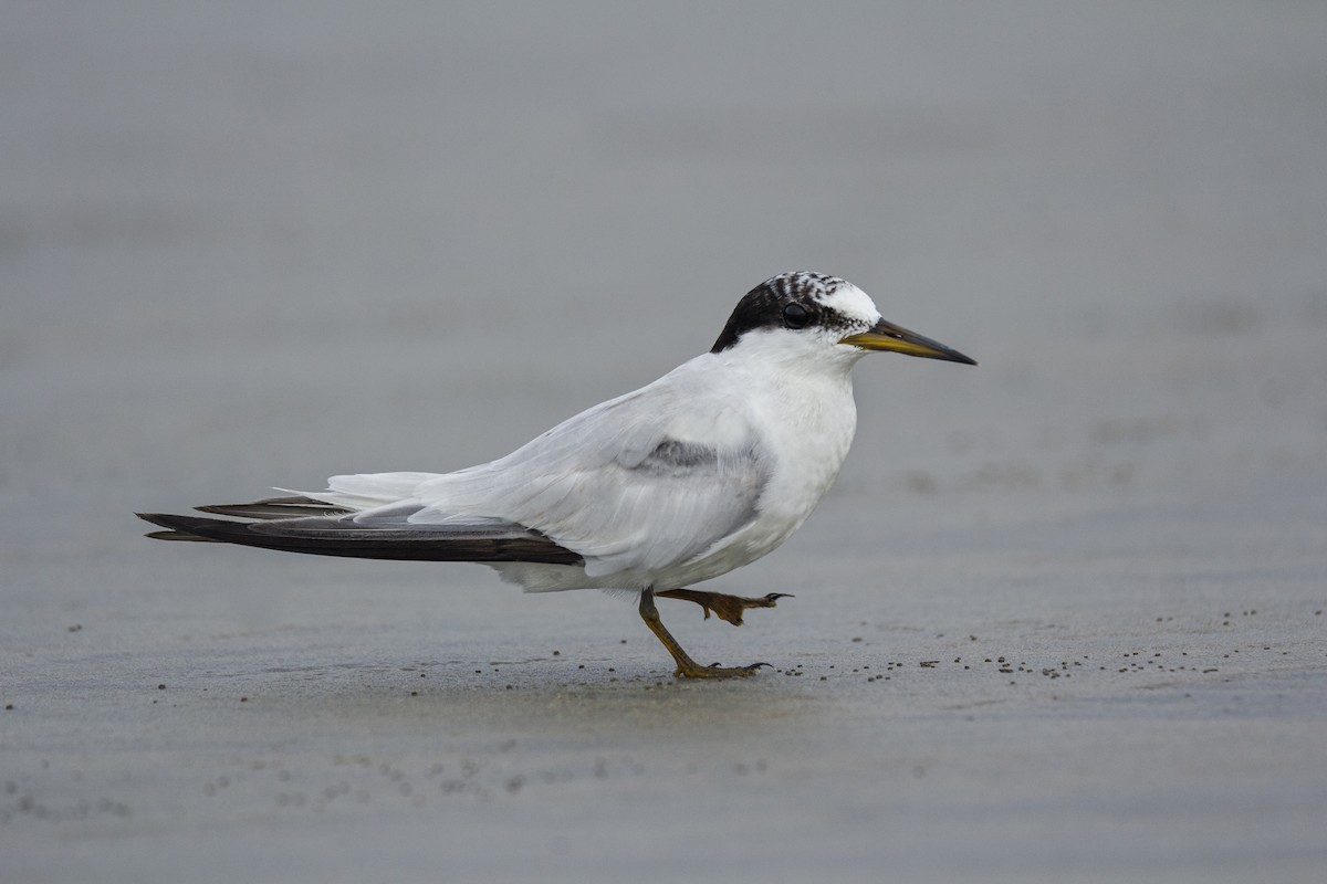 Saunders's Tern - ML288105111