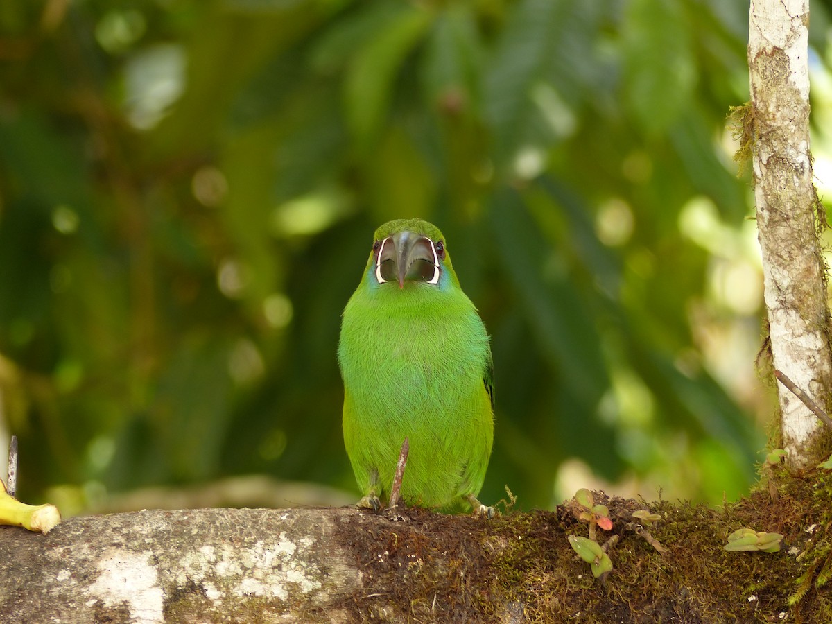 Toucanet à croupion rouge - ML288105251