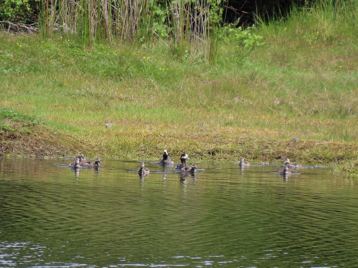 Chiloe Wigeon - ML288105641