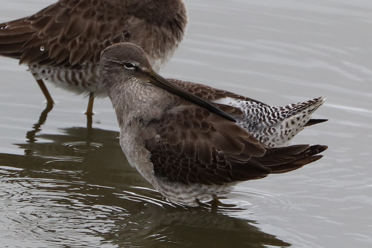 langnebbekkasinsnipe - ML288105921