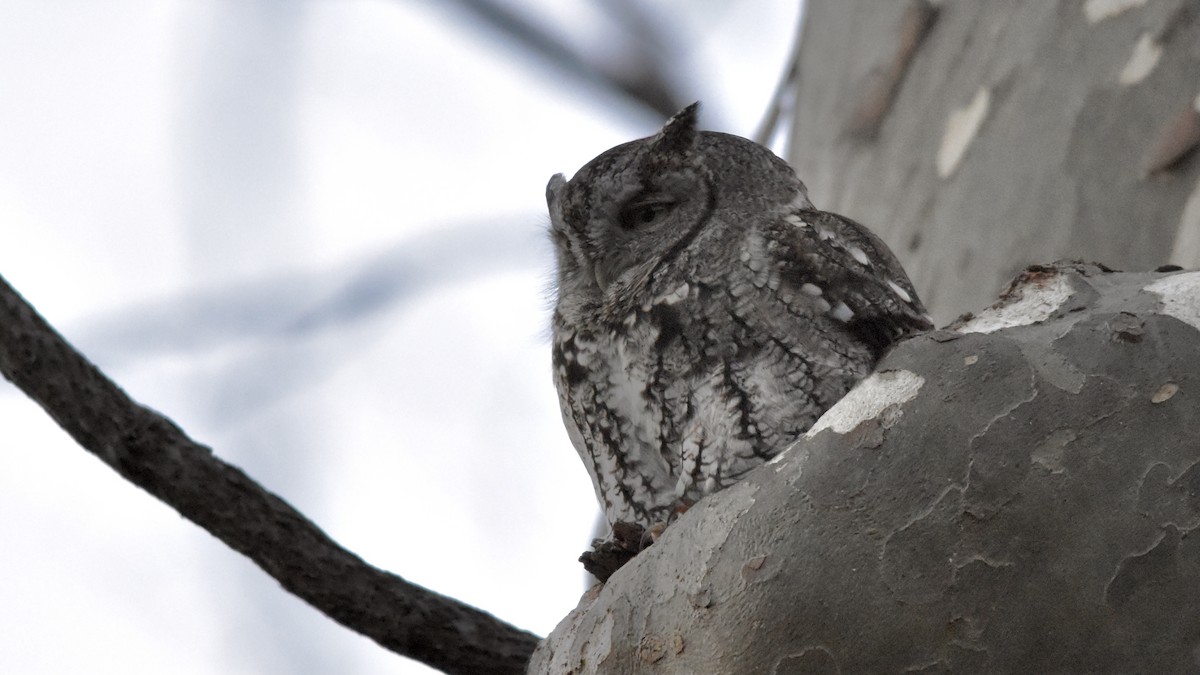 Eastern Screech-Owl - ML288105991