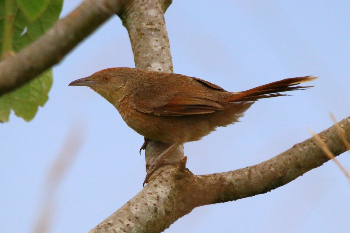 Freckle-breasted Thornbird - ML288107381