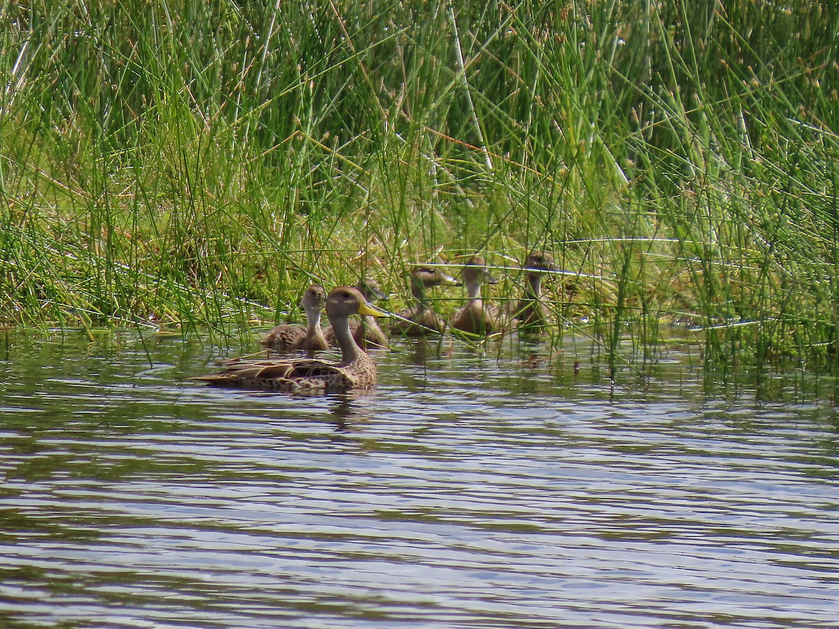 Yellow-billed Pintail - ML288107471