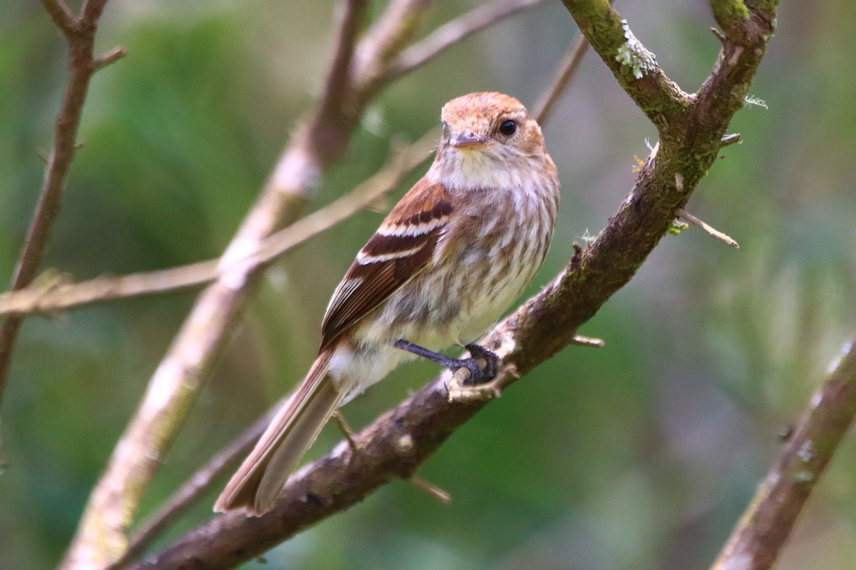 Bran-colored Flycatcher - ML288107771