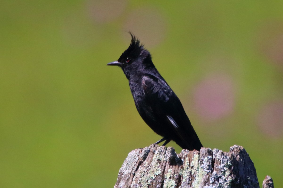 Crested Black-Tyrant - ML288107831