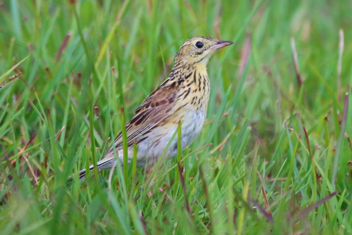 Ochre-breasted Pipit - ML288107921