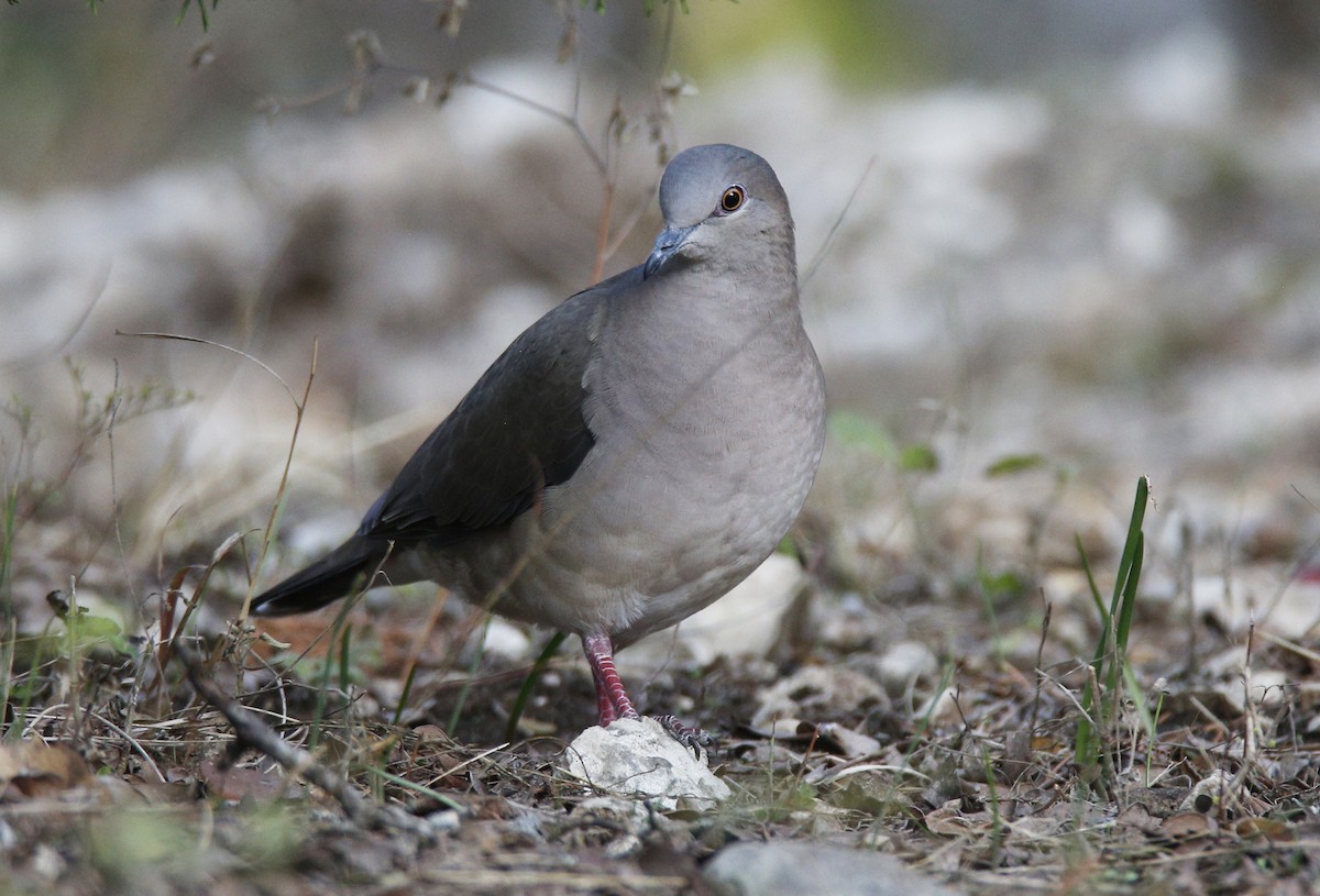 White-tipped Dove - Laura Keene