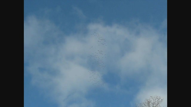 Sandhill Crane - ML288109201