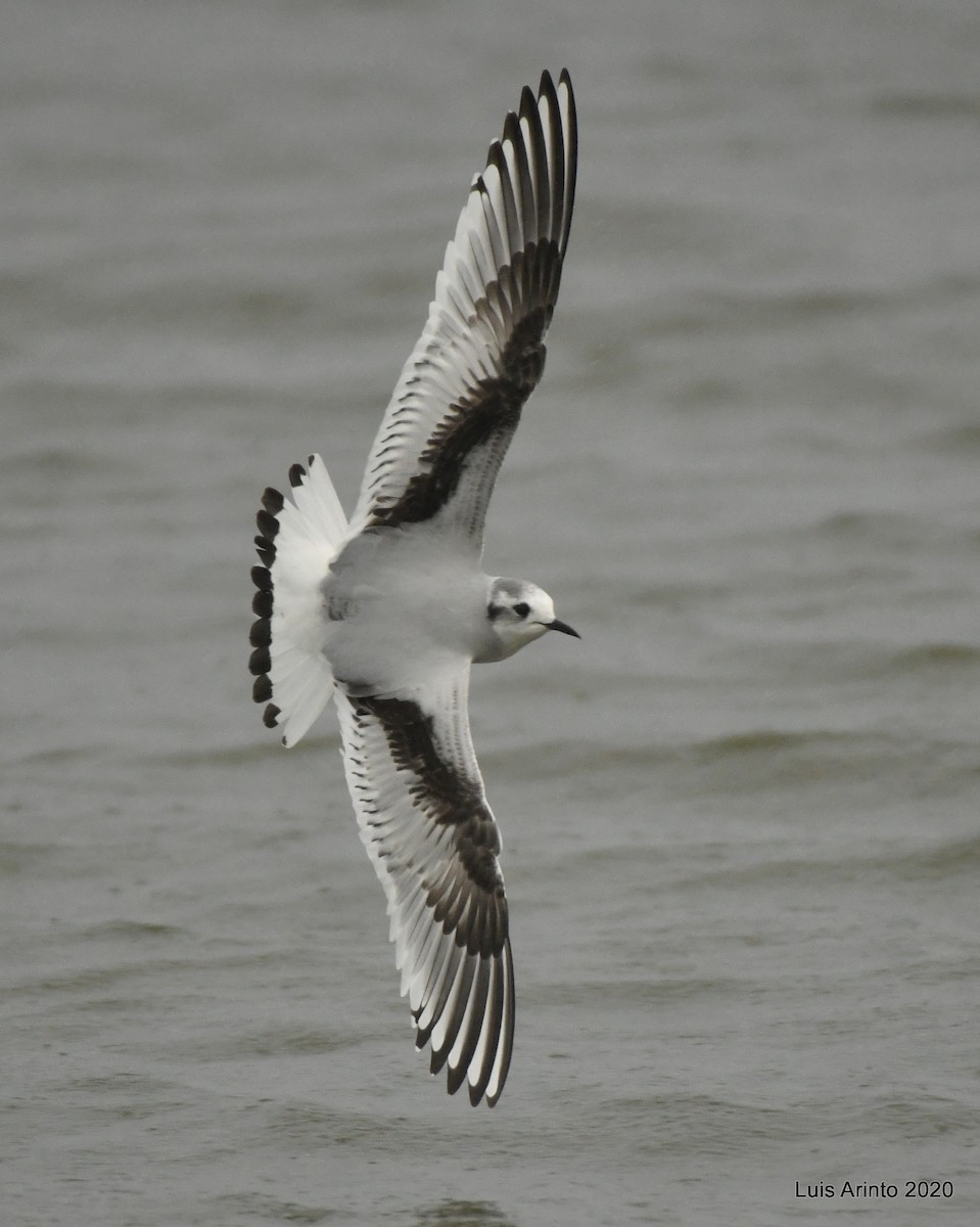 Little Gull - Luis Arinto