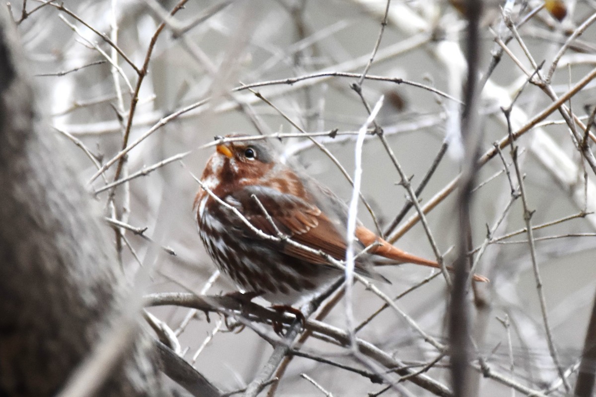 Fox Sparrow - ML288112121