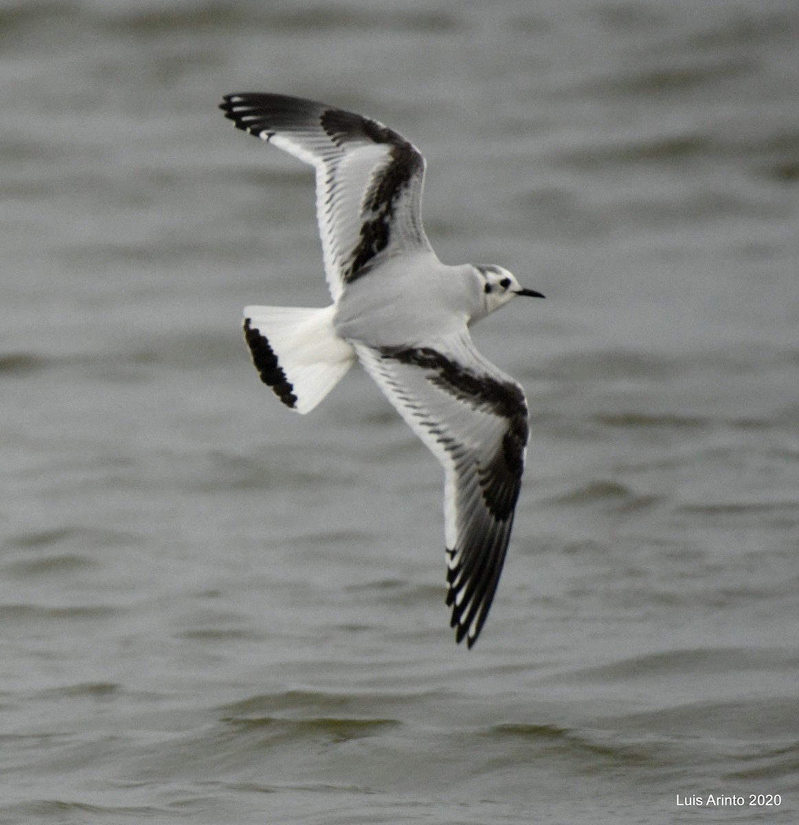 Little Gull - Luis Arinto