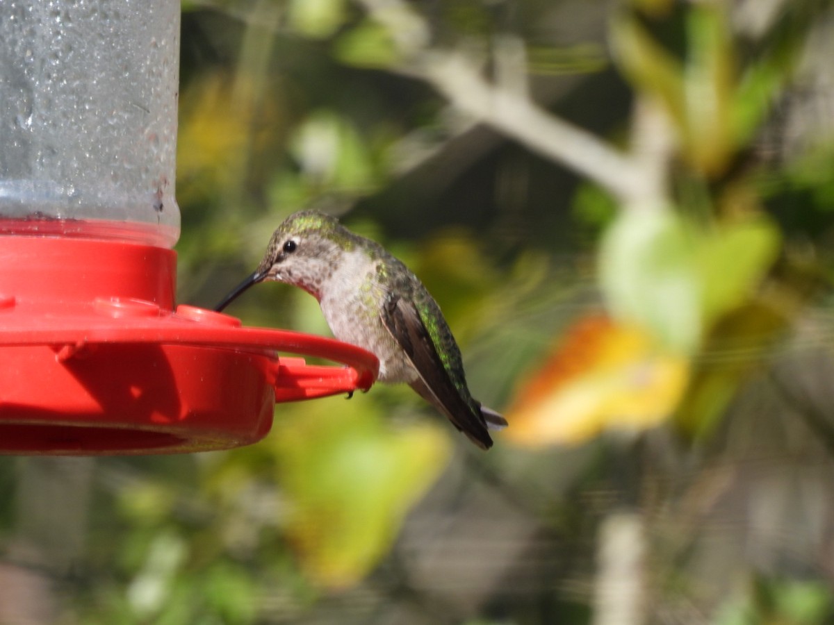 Anna's Hummingbird - ML288114901