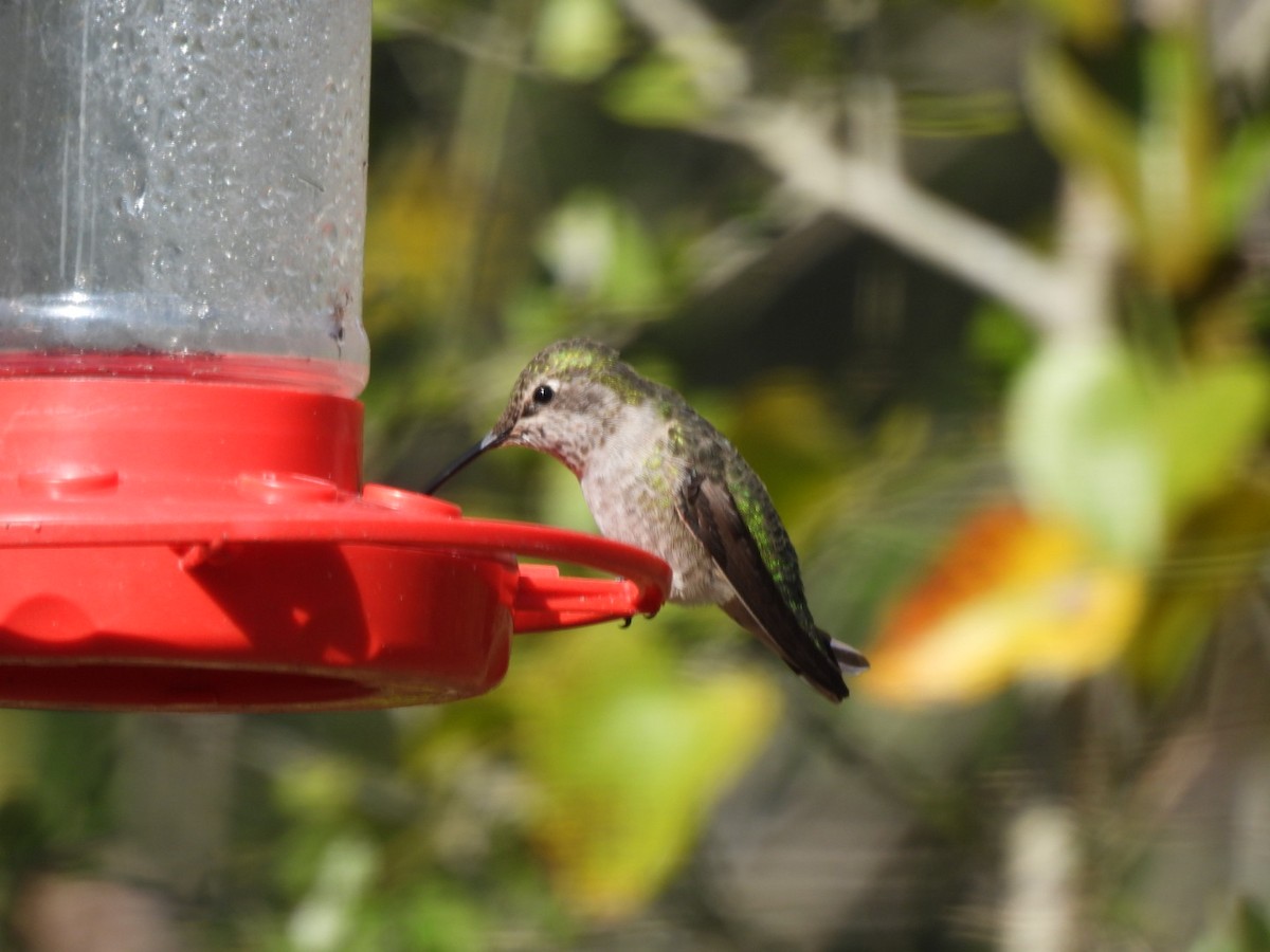 Anna's Hummingbird - ML288114911