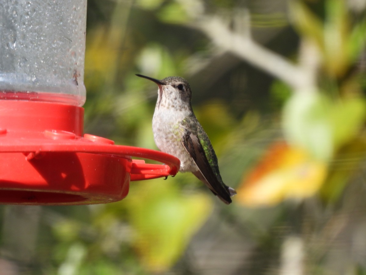 Anna's Hummingbird - ML288114931