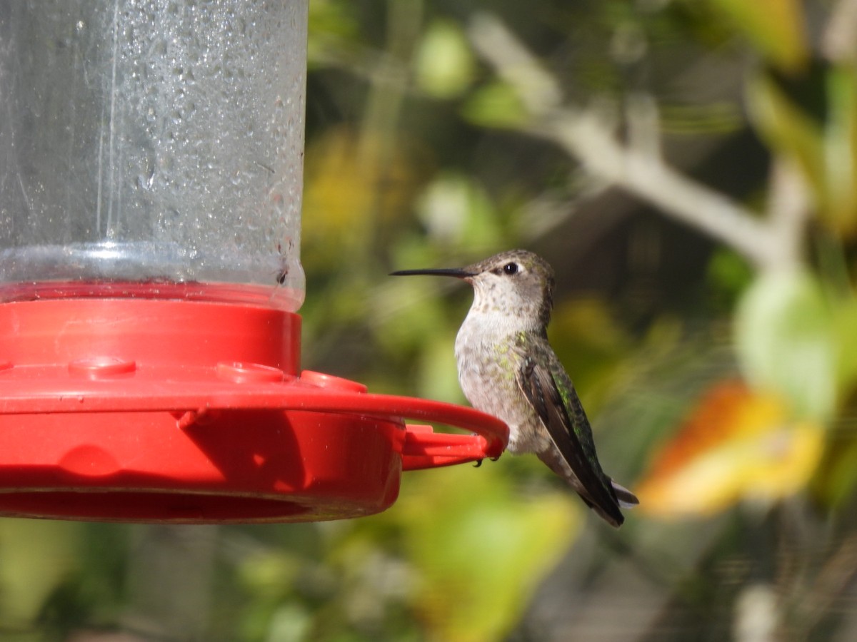 Anna's Hummingbird - ML288114941