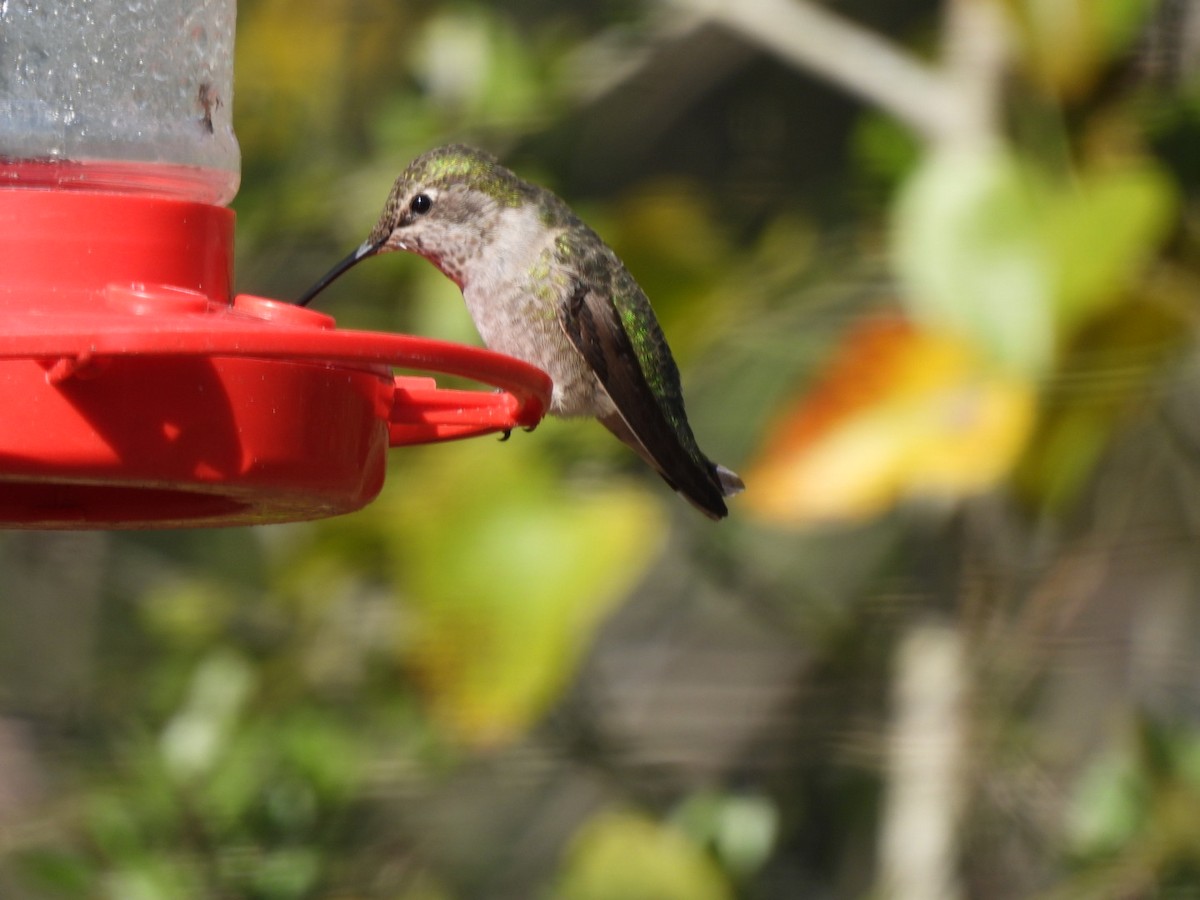 Anna's Hummingbird - ML288114961