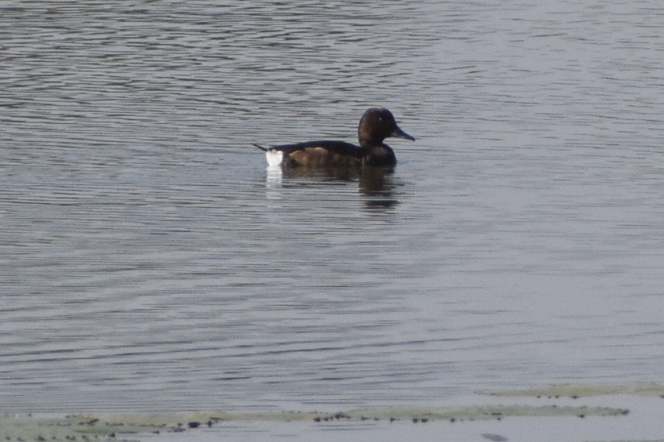 Ferruginous Duck - ML288115101