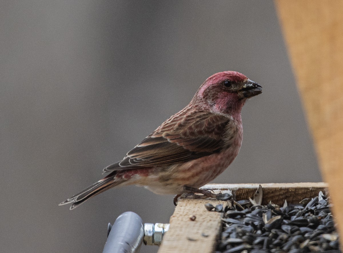 Purple Finch - ML288115111