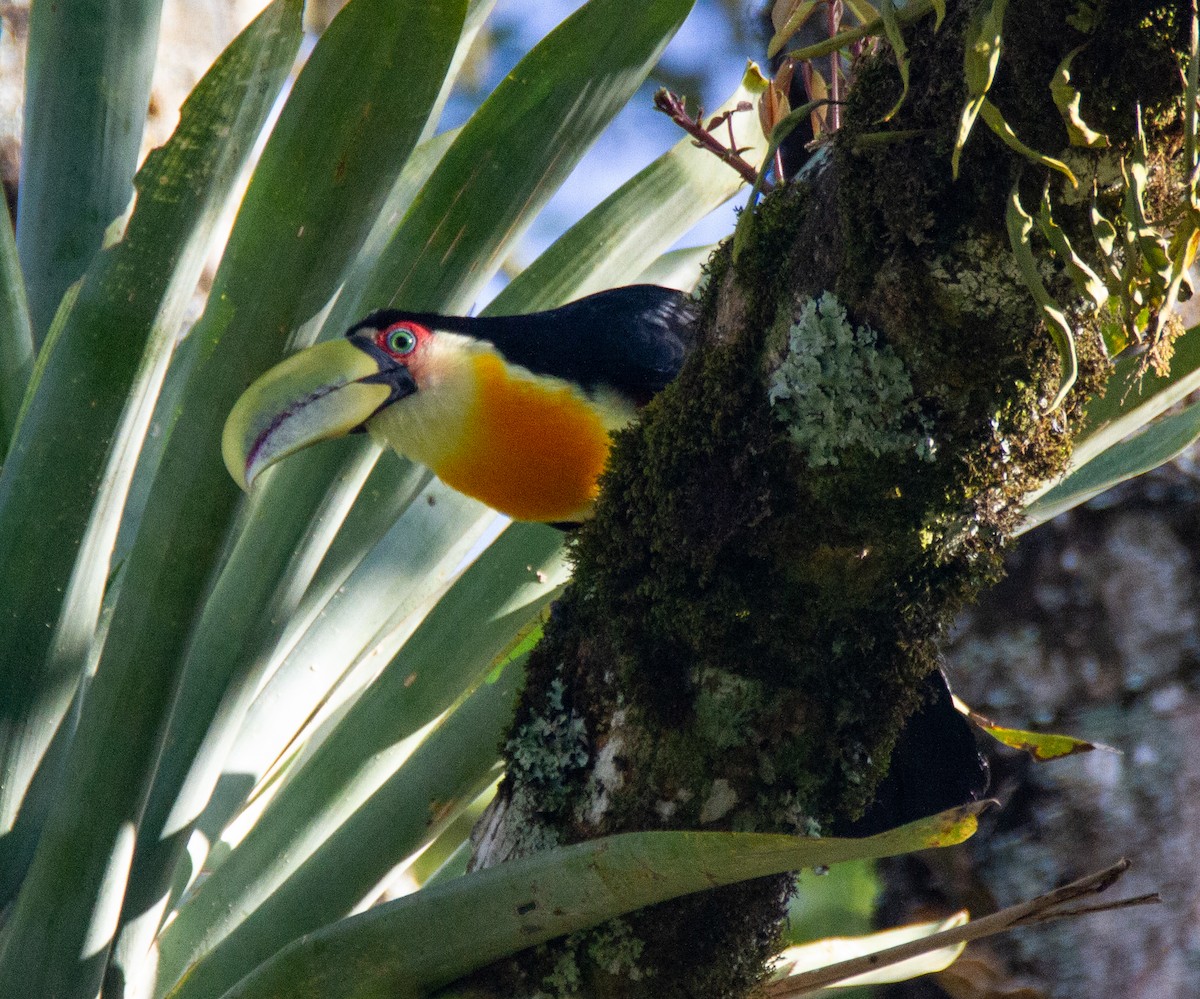 Red-breasted Toucan - ML288117781