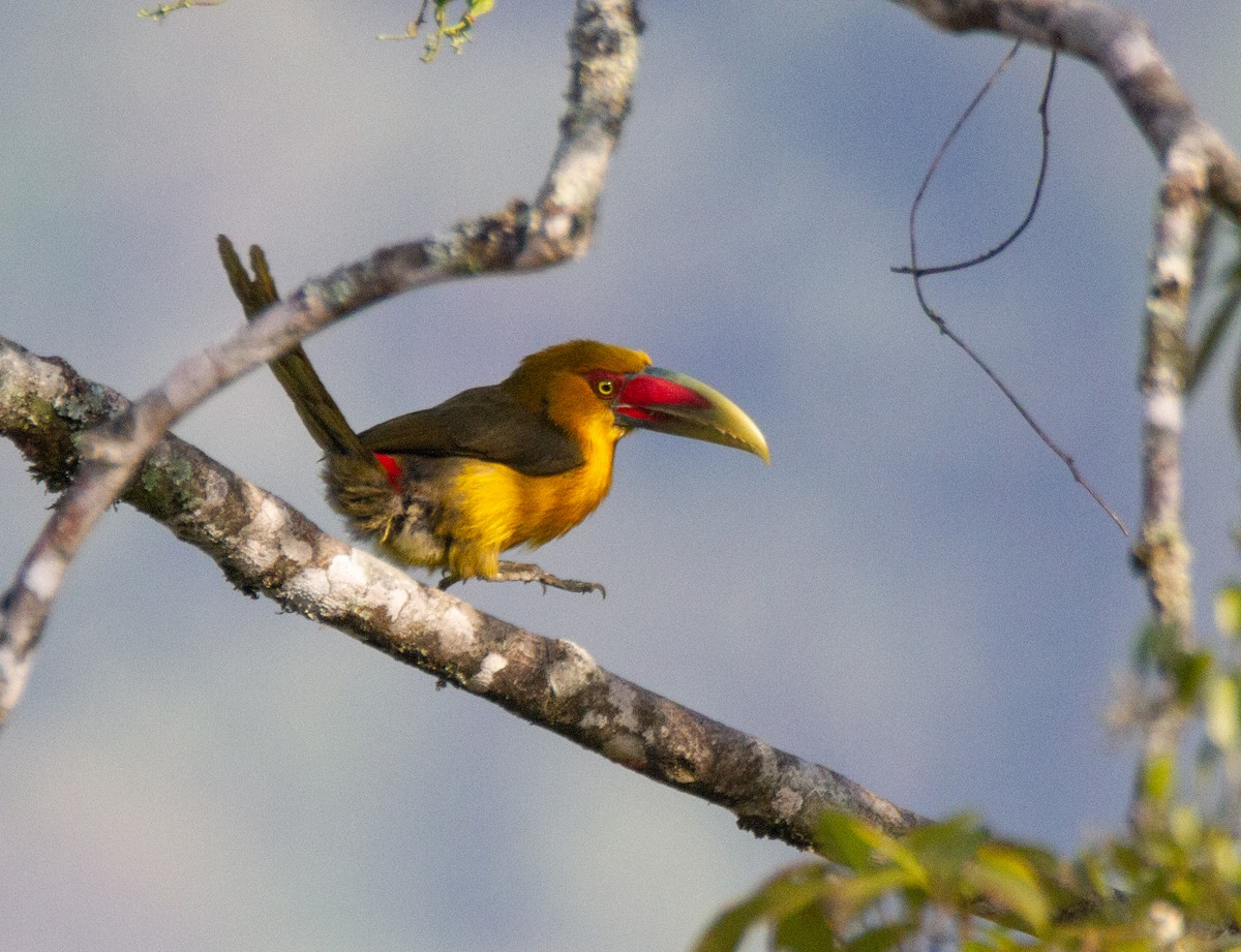 Saffron Toucanet - ML288117991