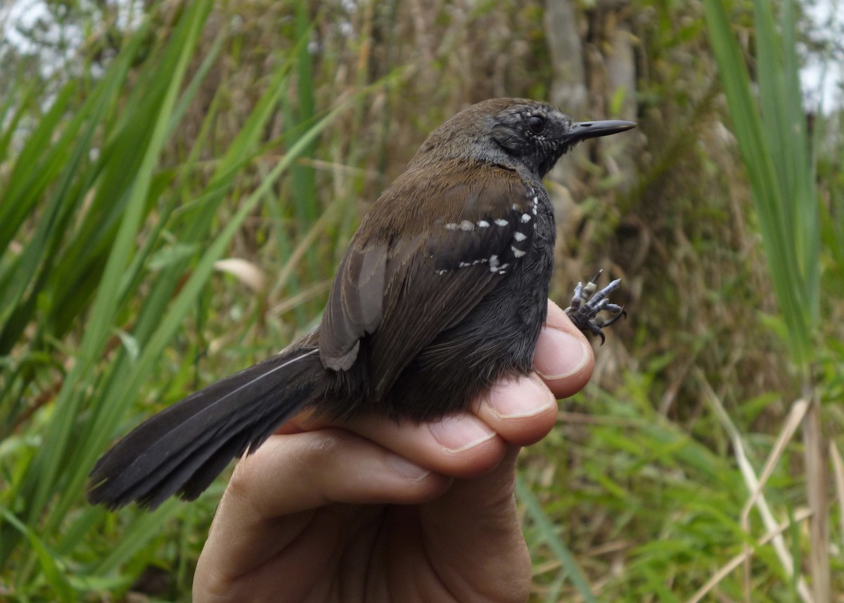 Hormiguerito del Paraná (acutirostris) - ML288119481