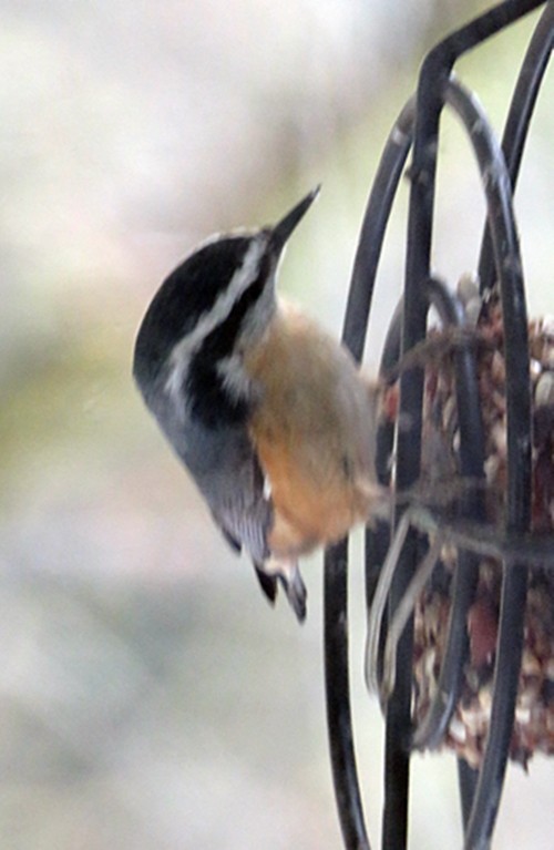 Red-breasted Nuthatch - ML288119581