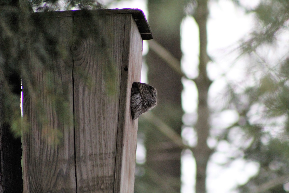 Western Screech-Owl - ML288119601