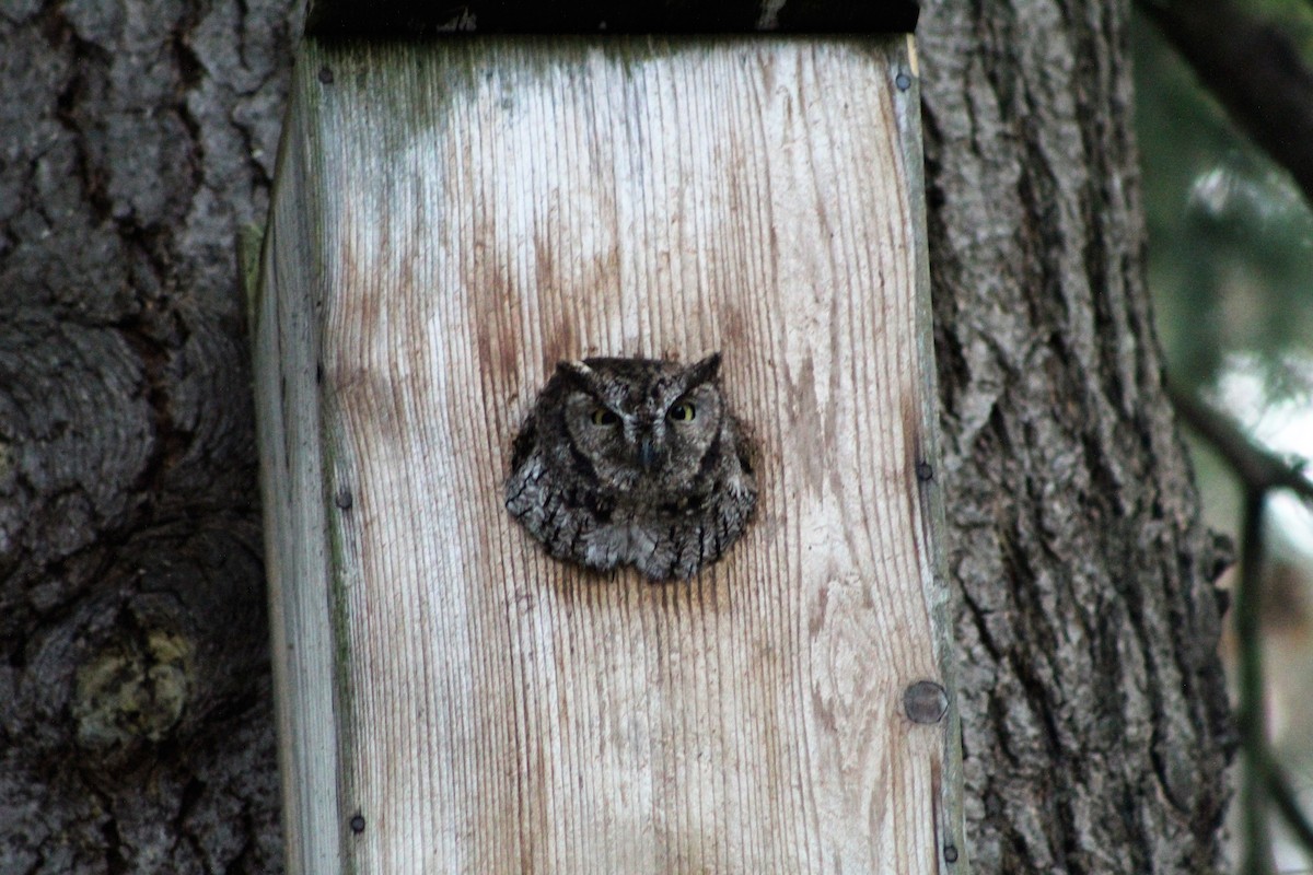 Western Screech-Owl - ML288119611