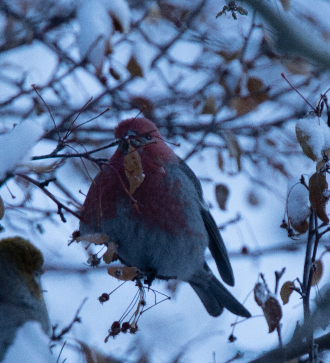 Pine Grosbeak - ML288120191