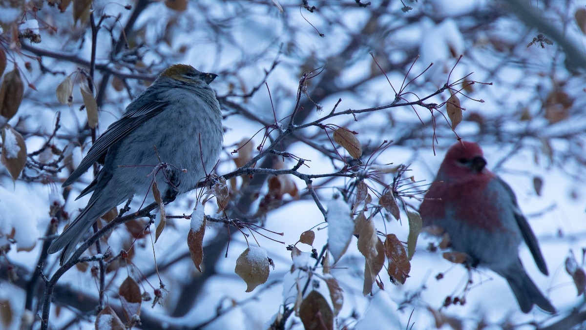 Pine Grosbeak - ML288120201