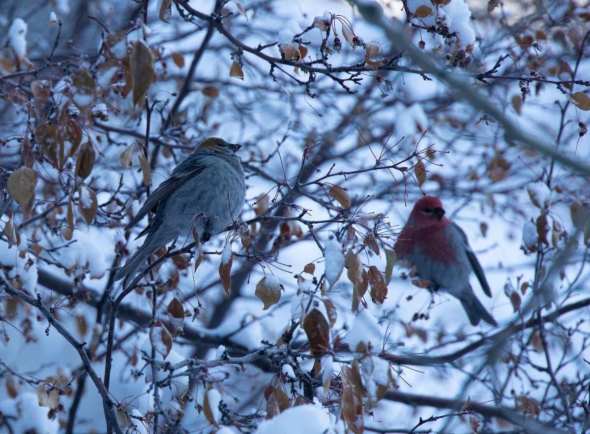 Pine Grosbeak - ML288120241