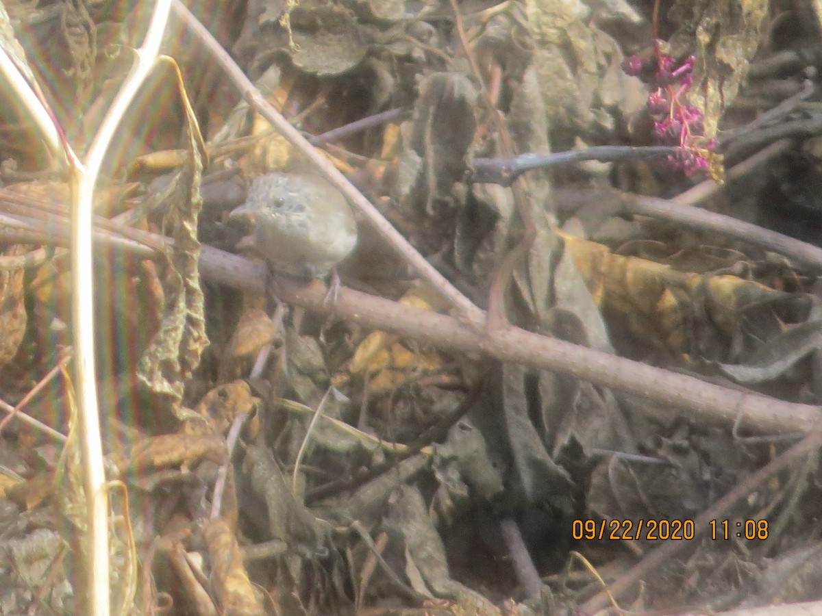 Northern House Wren - ML288120381