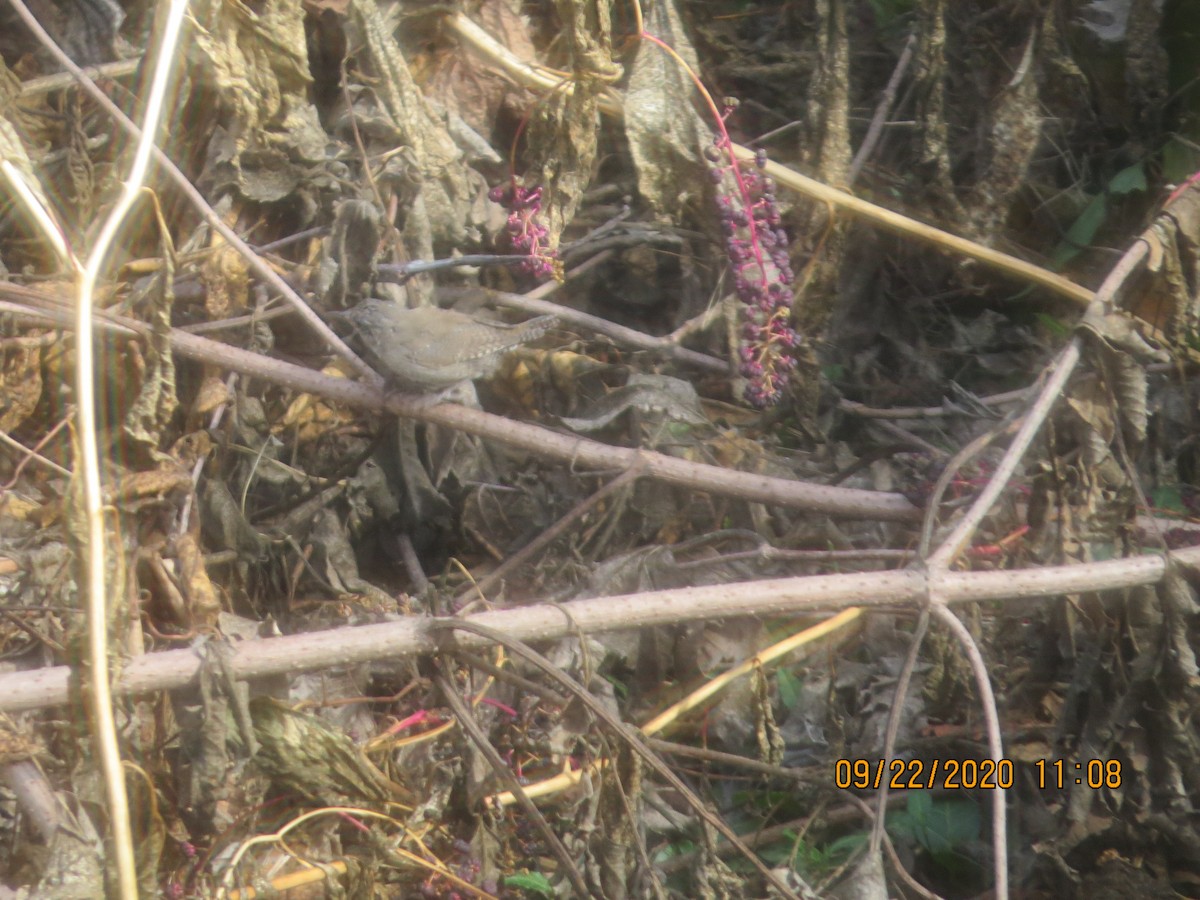Northern House Wren - ML288120421