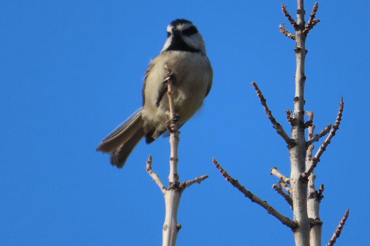 Mountain Chickadee - ML288120491