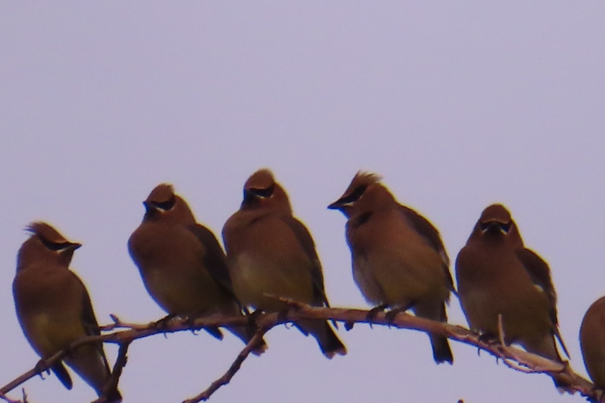 Cedar Waxwing - ML288120941