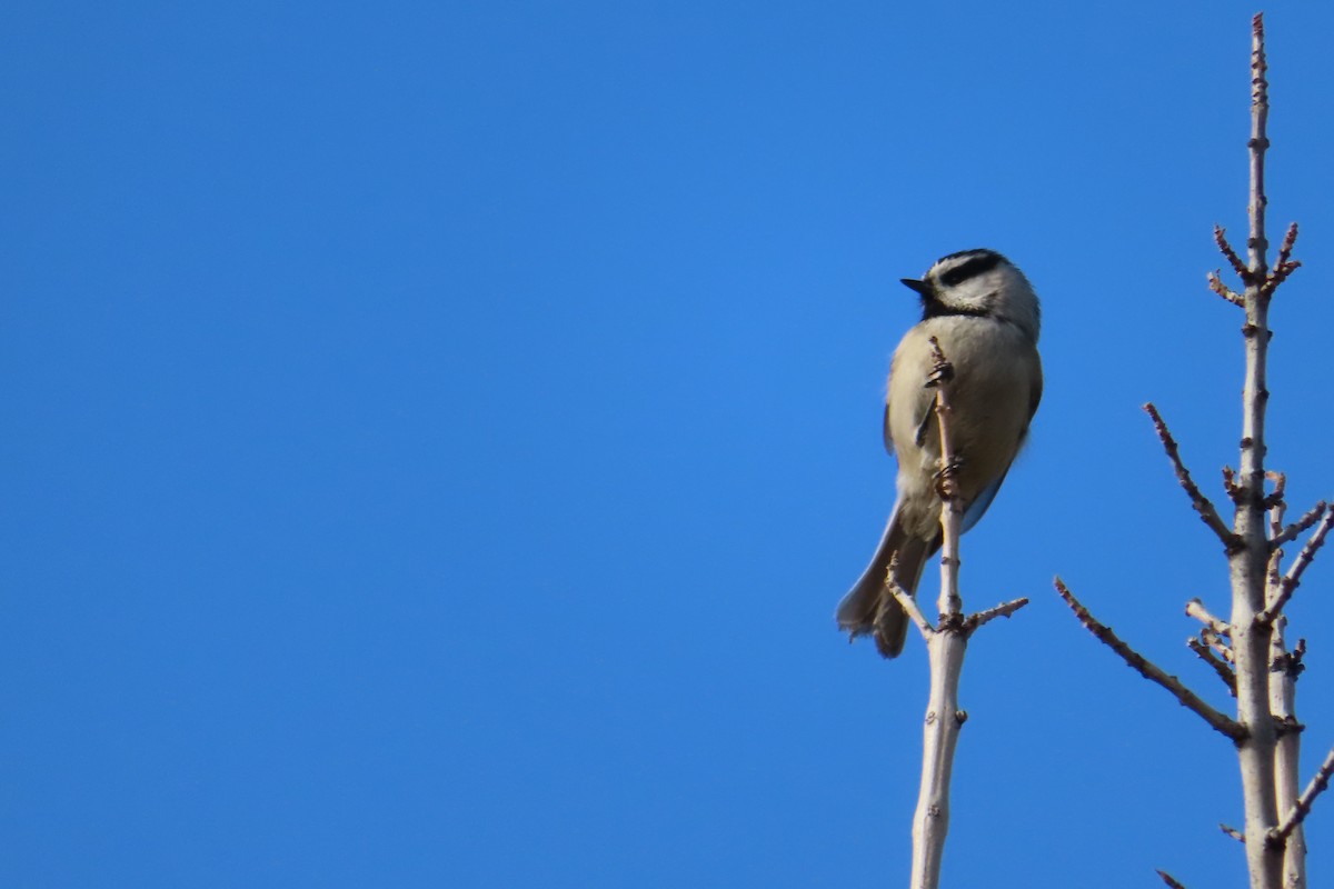 Mountain Chickadee - ML288121141