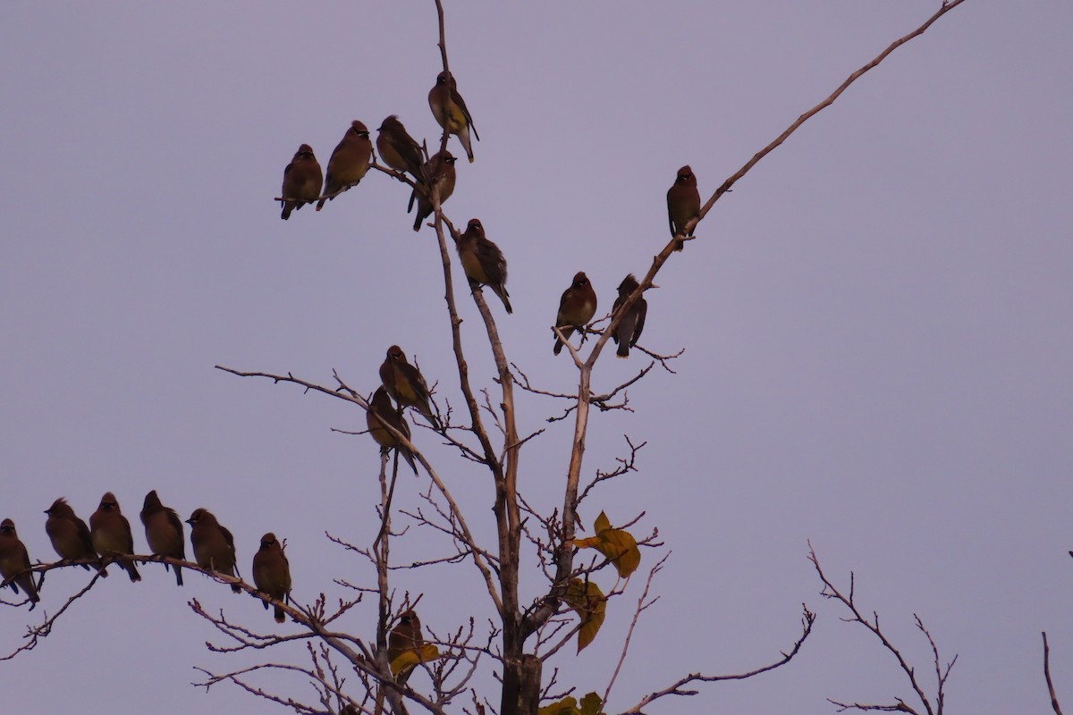 Cedar Waxwing - ML288121441