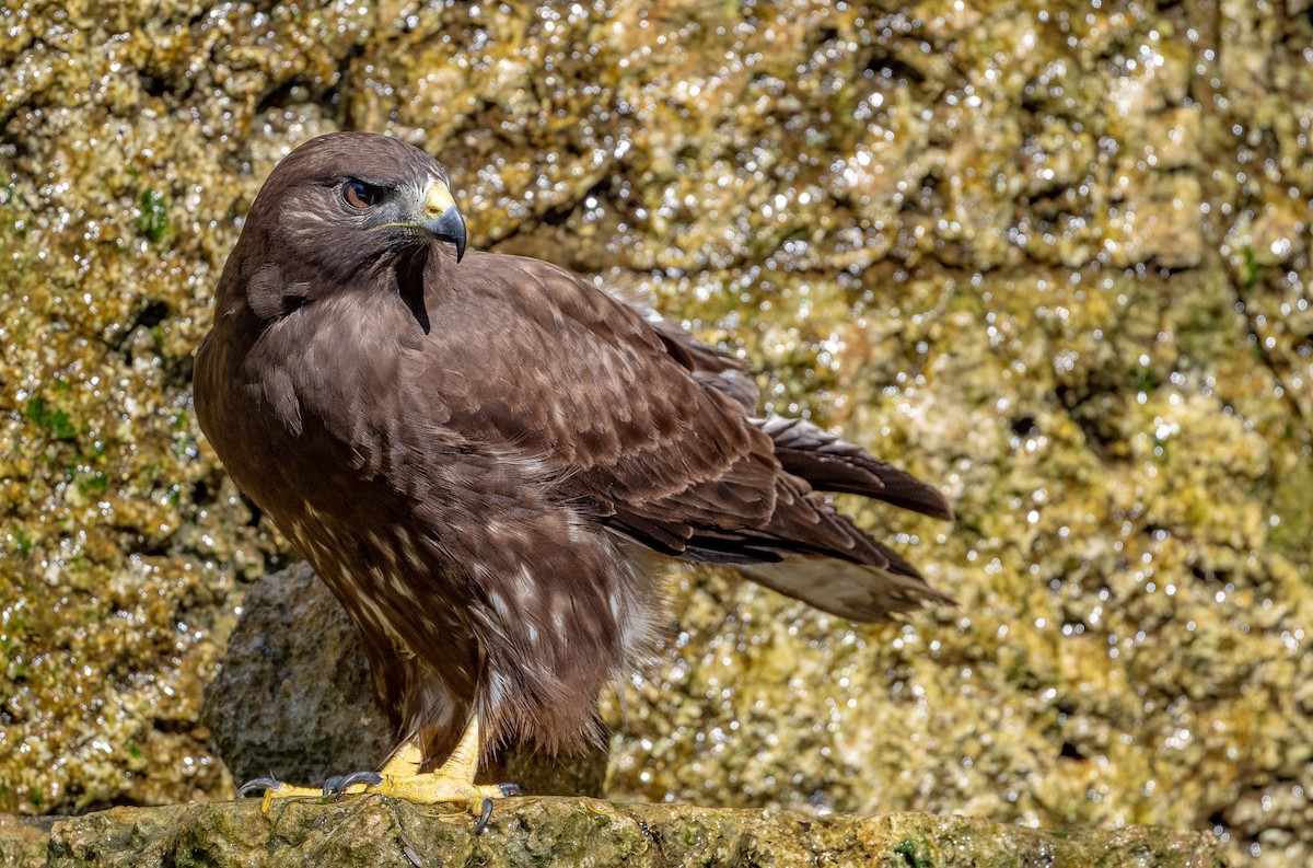 Short-tailed Hawk - ML288121961